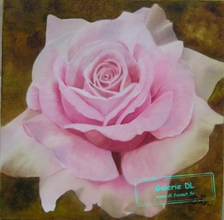 Rose épanouie