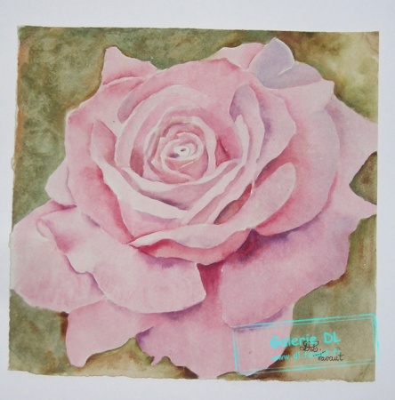 Rose épanouie
