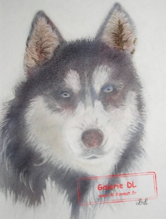 Husky