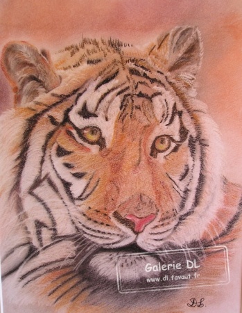 Regard de tigre